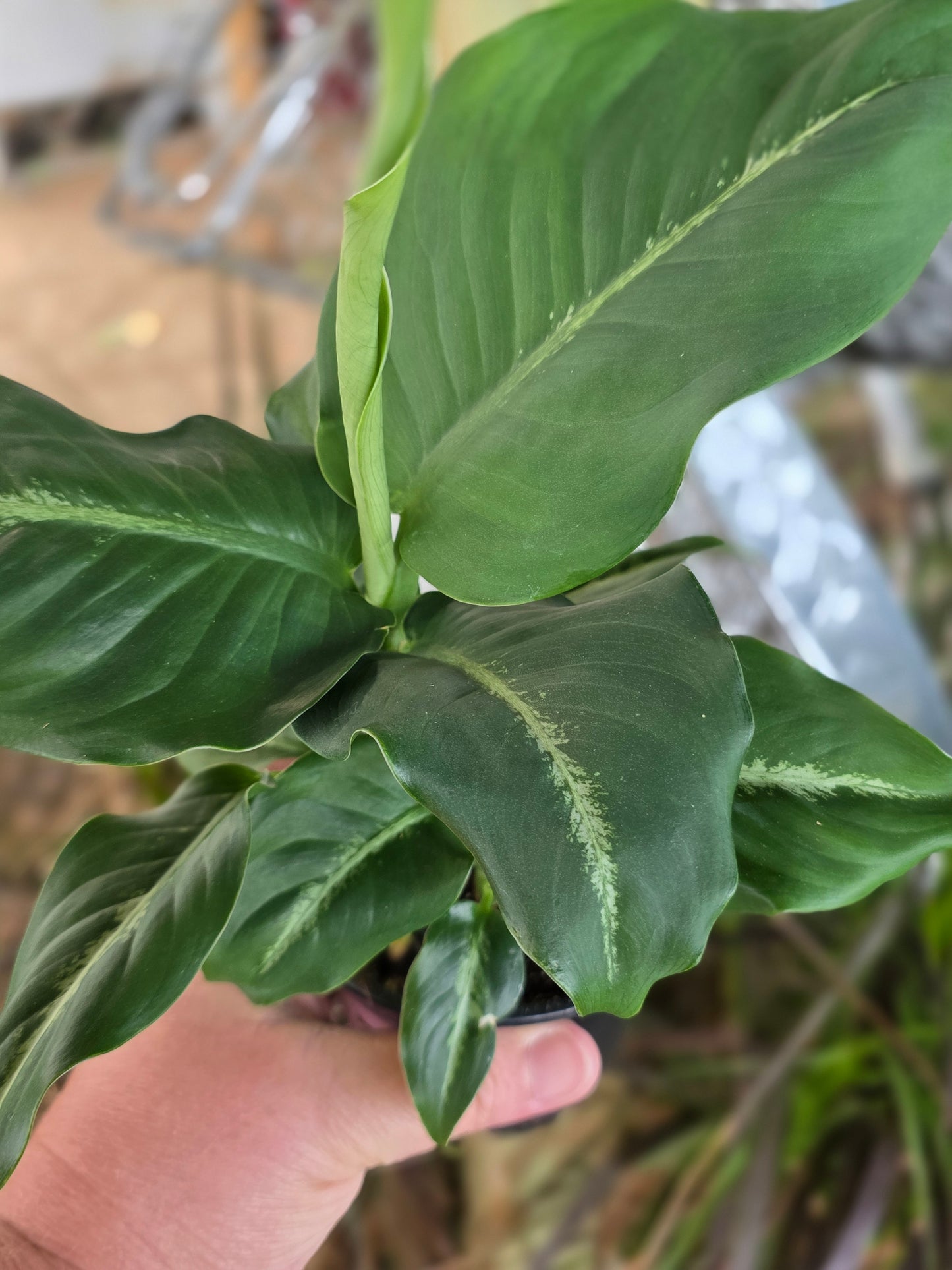 Dieffenbachia Green lightly variegated