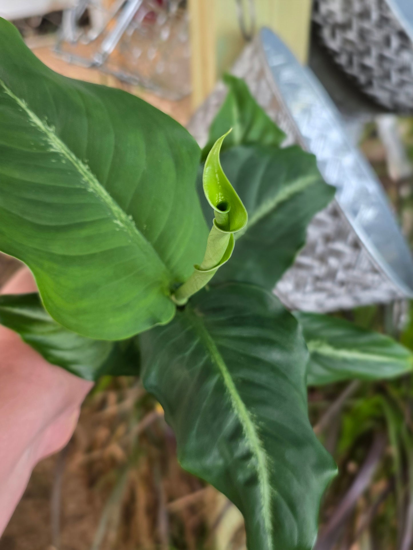 Dieffenbachia Green lightly variegated