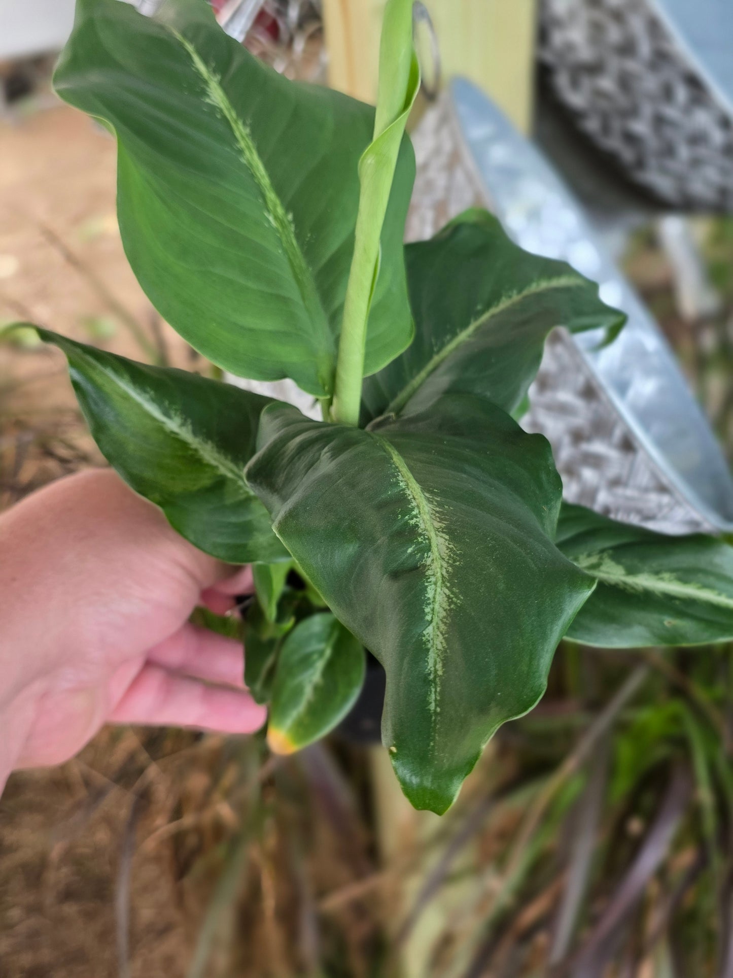 Dieffenbachia Green lightly variegated