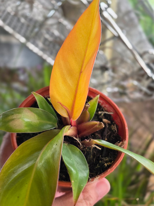 Princess of Orange Philodendron 4inch