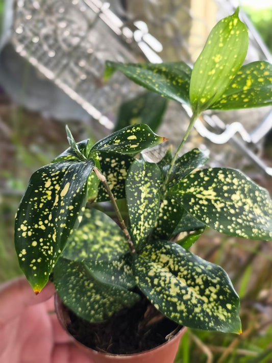Japanese Laurel 4inch