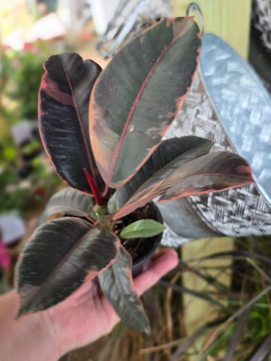 Ficus Peach variegated 4inch