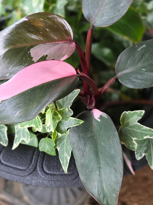 Pink Princess Philodendron 6in