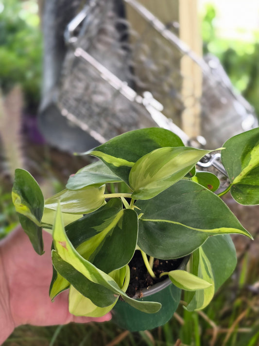 Brazil Pothos 4inch