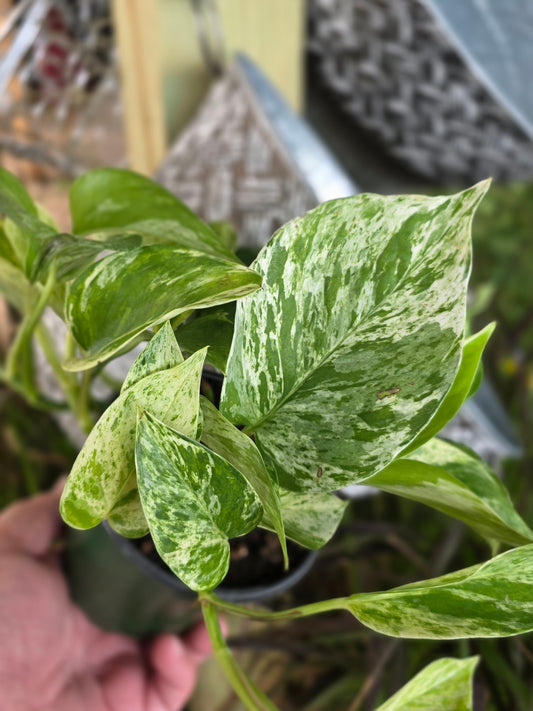 Marble Queen Pothos Hanging Basket