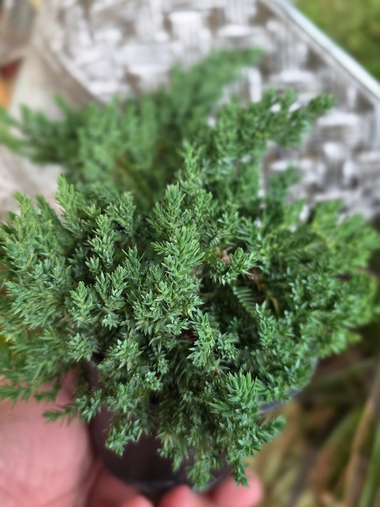 Juniper Procumbens Nana – 4″ Bonsai
