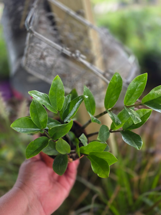 Green ZZ plant 4inch
