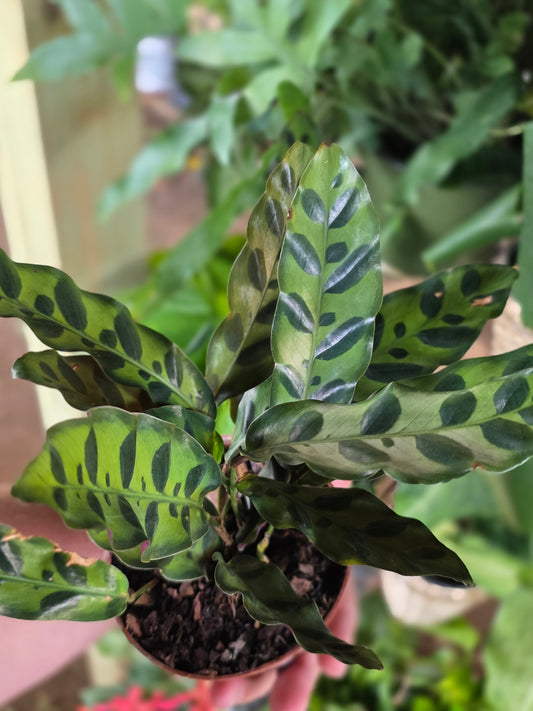 Rattlesnake Calathea 4inch