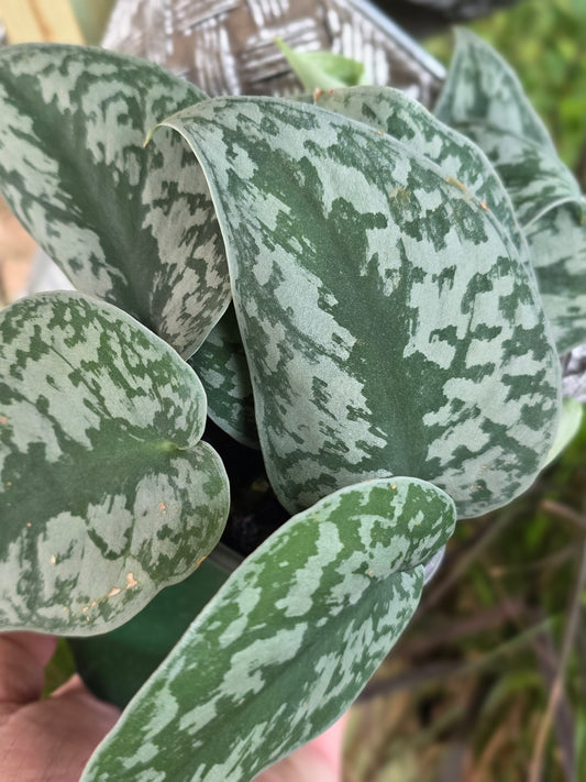 Satin Pothos Scindapsus-4inch